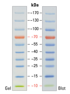 26616，thermo，预染蛋白Marker