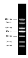 DNA分子量标准 (100-2000 bp)  DNA Marker (100-2000 bp)